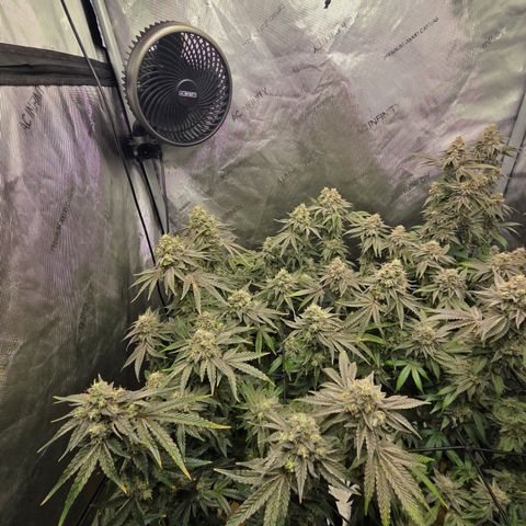 Jedi Juice growlog timeline photo