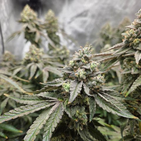 Jedi Juice growlog timeline photo