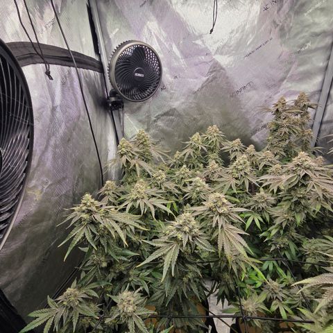 Jedi Juice growlog timeline photo