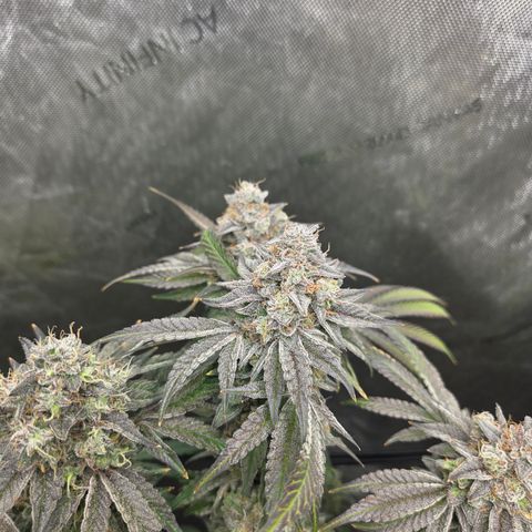 Jedi Juice growlog timeline photo