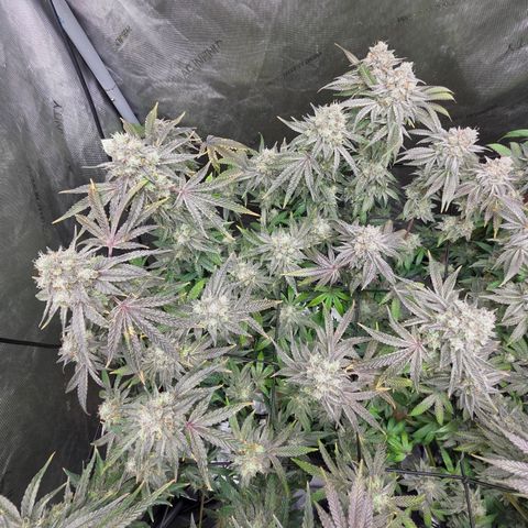 Jedi Juice growlog timeline photo