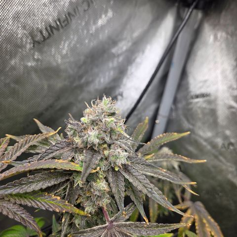 Jedi Juice growlog timeline photo