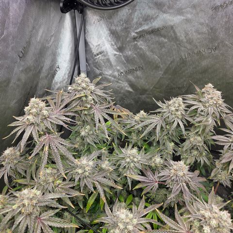 Jedi Juice growlog timeline photo