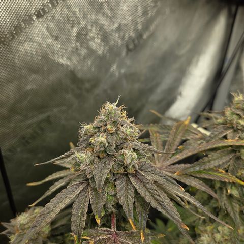 Jedi Juice growlog timeline photo