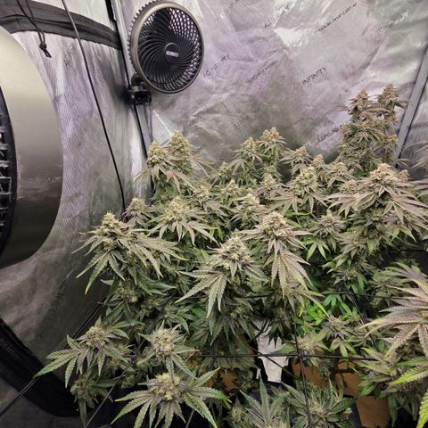 Jedi Juice growlog timeline photo