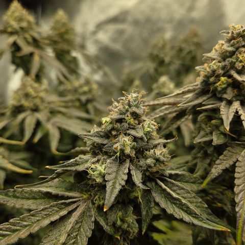 Jedi Juice growlog timeline photo
