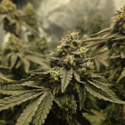 Jedi Juice growlog timeline photo