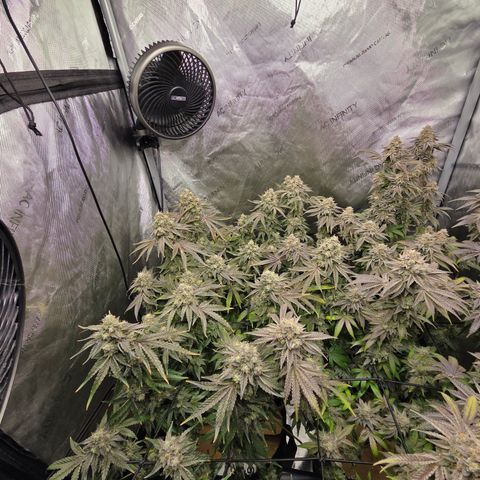 Jedi Juice growlog timeline photo