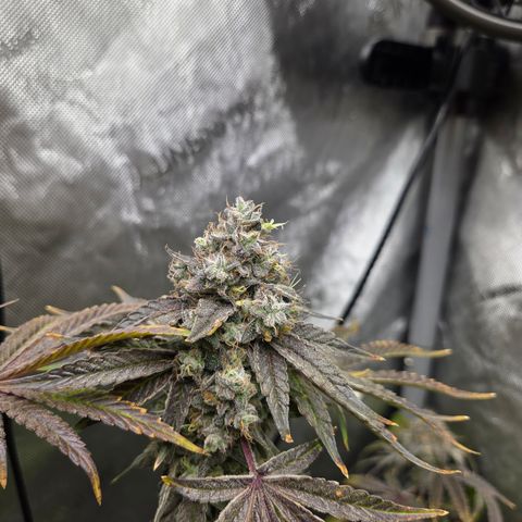 Jedi Juice growlog timeline photo