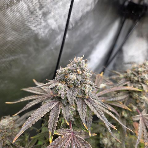 Jedi Juice growlog timeline photo