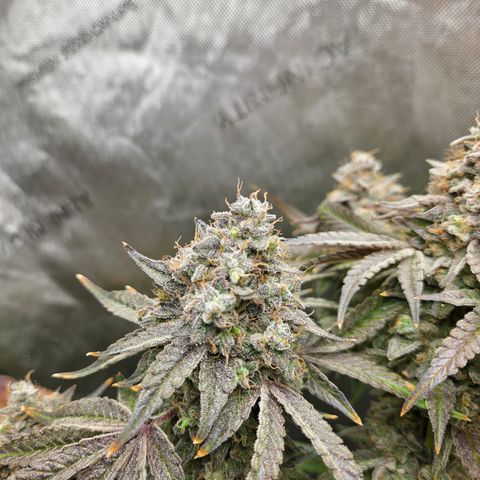Jedi Juice growlog timeline photo