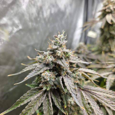 Jedi Juice growlog timeline photo