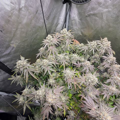 Jedi Juice growlog timeline photo