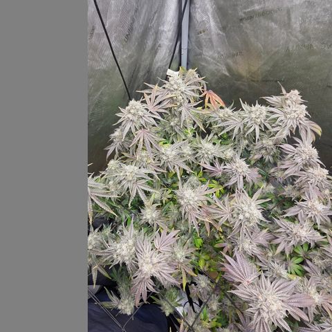 Jedi Juice growlog timeline photo