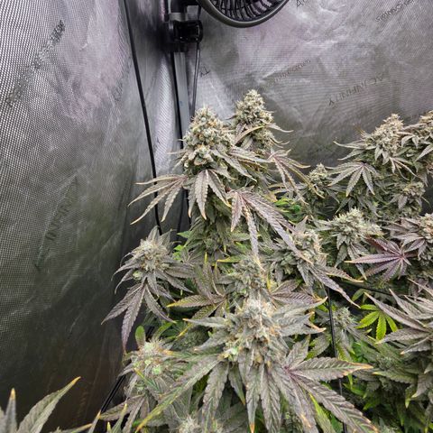 Jedi Juice growlog timeline photo