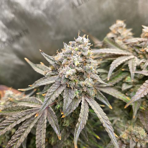 Jedi Juice growlog timeline photo