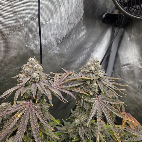 Jedi Juice growlog timeline photo