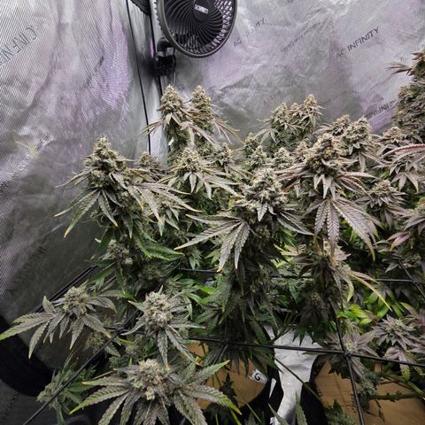 Jedi Juice growlog timeline photo