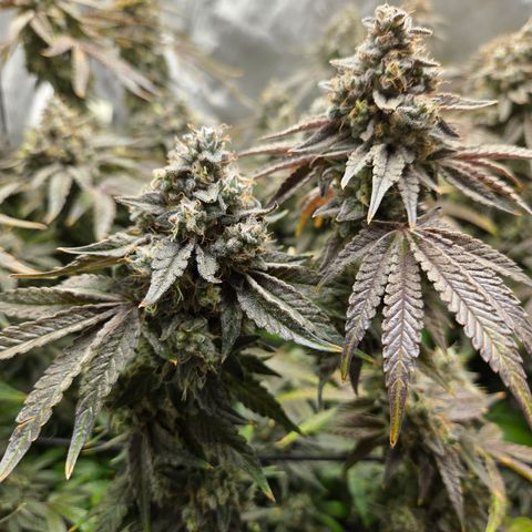 Jedi Juice growlog timeline photo