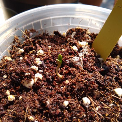 SMT-001 growlog photo: This is my one and only solomatic plant.  I only purchased three seeds, so I'll just use this one, and I'll clone this plant as soon as she's big enough.