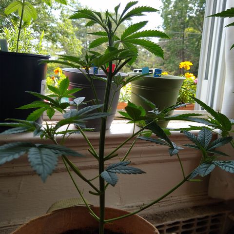 GG-001 - Gorilla Glue growlog timeline photo