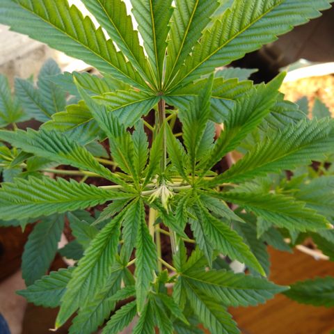 GG-001 - Gorilla Glue growlog timeline photo