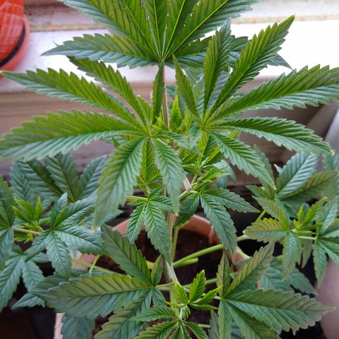 GG-001 - Gorilla Glue growlog timeline photo