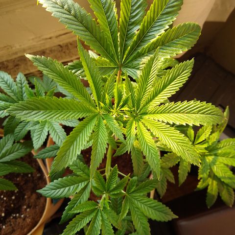 GG-001 - Gorilla Glue growlog timeline photo