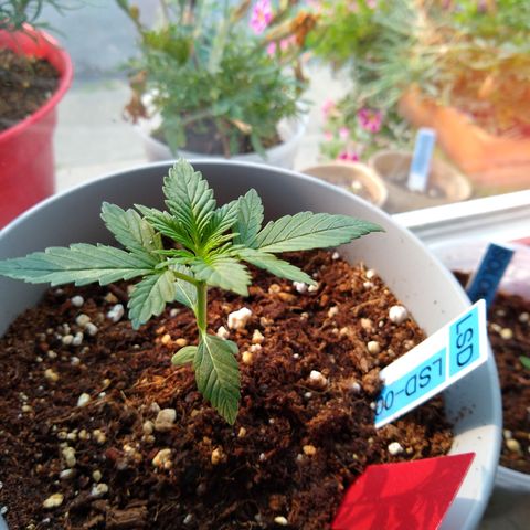 LSD-002 growlog timeline photo