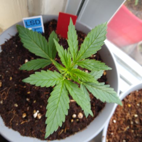 LSD-002 growlog timeline photo