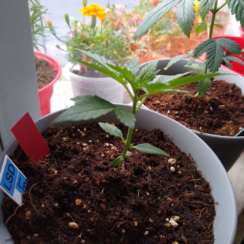 LSD-002 growlog timeline photo