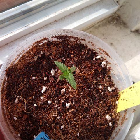SMT-001 growlog timeline photo