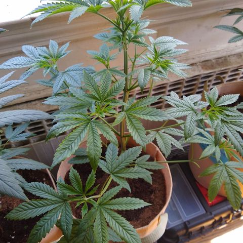 GG-001 - Gorilla Glue growlog timeline photo