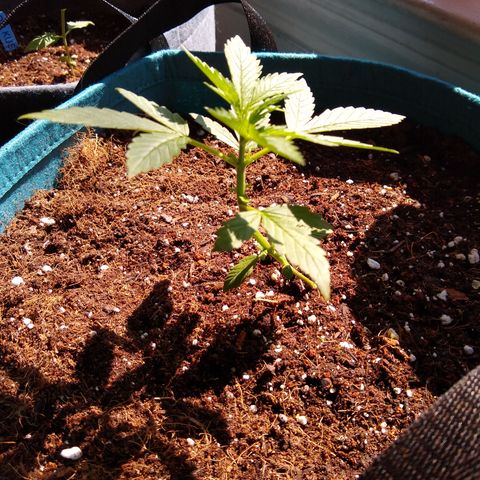 LSD-002 growlog timeline photo