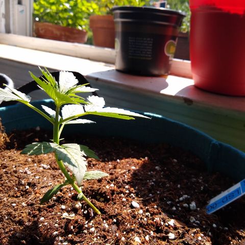 LSD-002 growlog timeline photo
