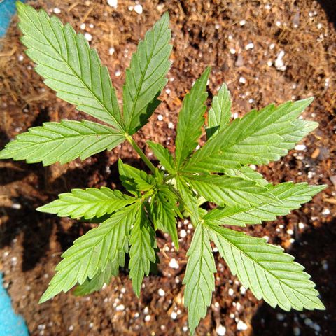 LSD-002 growlog timeline photo