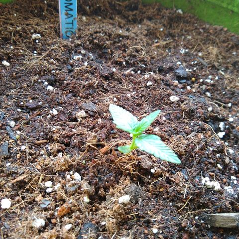 SMT-001 growlog timeline photo