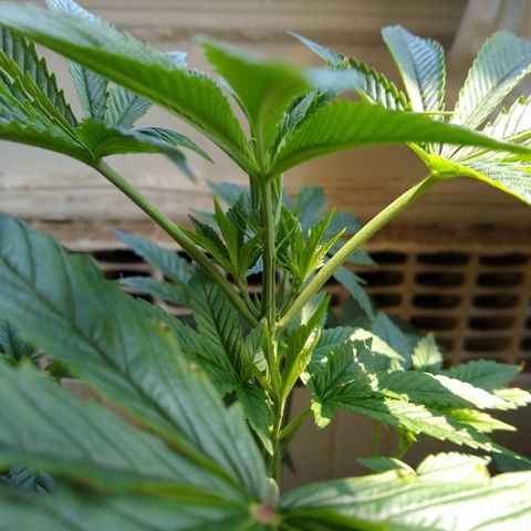 GG-001 - Gorilla Glue growlog photo: I think she is entering or already into pre-flowering stage.  Beginning to think that all of these scrounged Gorilla Glue seeds are actually Autoflower!