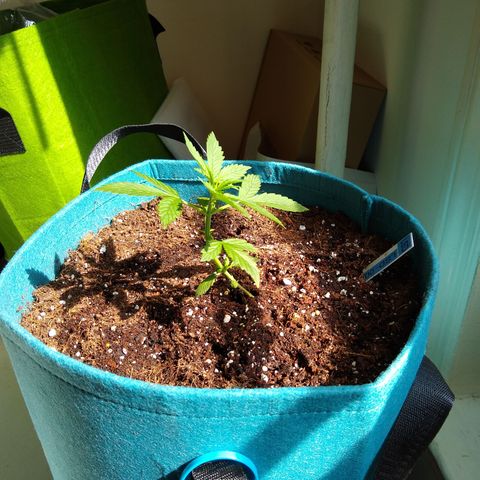 LSD-002 growlog timeline photo