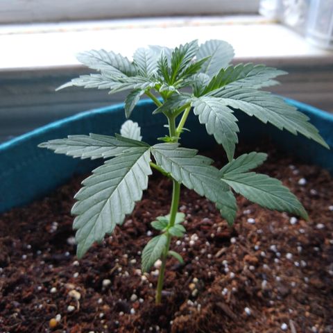 LSD-002 growlog timeline photo