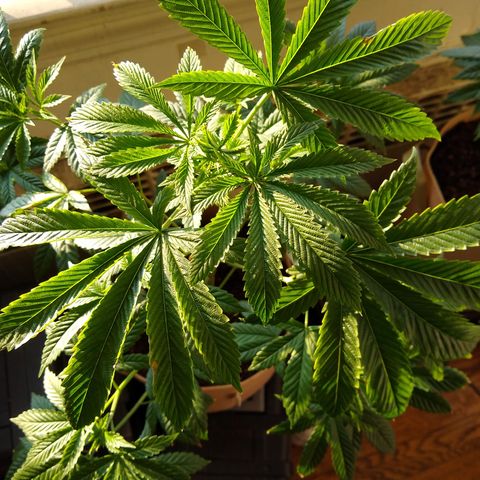 GG-001 - Gorilla Glue growlog timeline photo