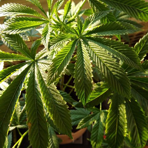 GG-001 - Gorilla Glue growlog timeline photo
