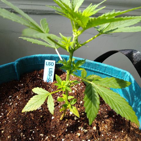 LSD-002 growlog timeline photo