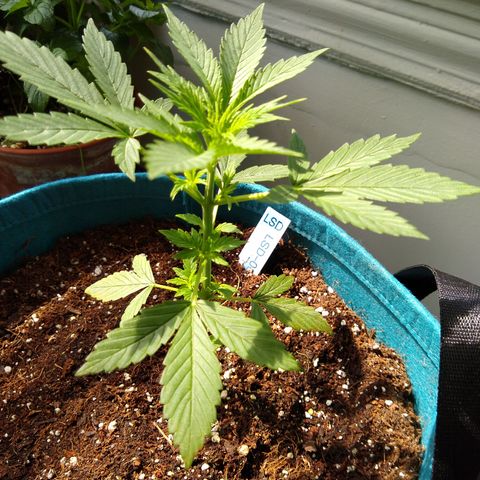 LSD-002 growlog timeline photo