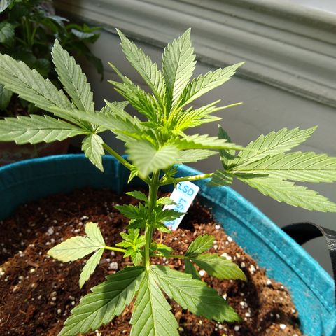 LSD-002 growlog timeline photo