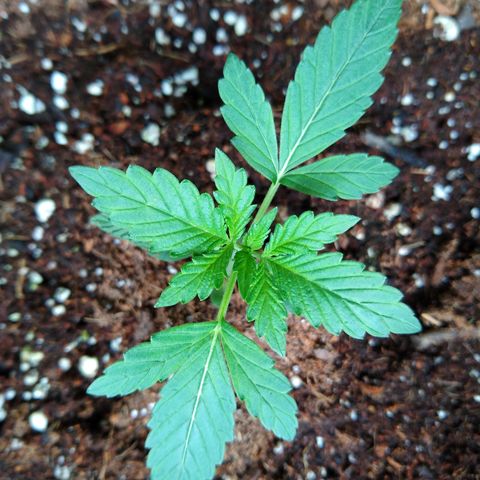 SMT-001 growlog timeline photo
