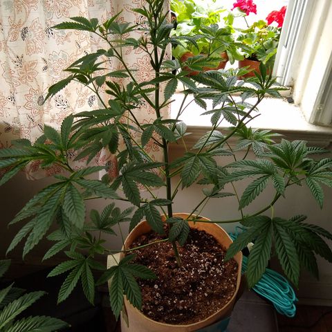 GG-001 - Gorilla Glue growlog timeline photo