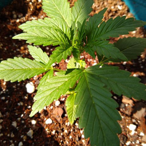 SMT-001 growlog timeline photo