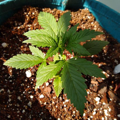 SMT-001 growlog timeline photo