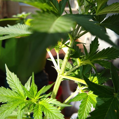 LSD-002 growlog timeline photo